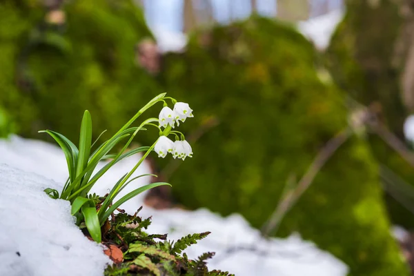 Close Flor Inverno Florescendo Colorido Incrível — Fotografia de Stock