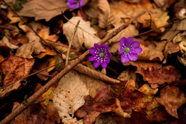 Gros Plan Des Fleurs Florissantes Tendres Étonnantes — Photo