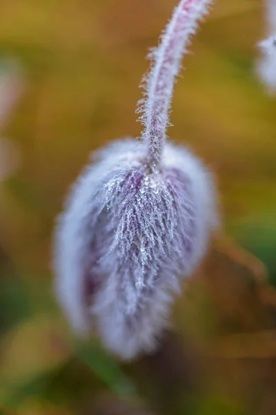 Nahaufnahme Von Erstaunlichen Bunten Blühenden Blume — Stockfoto