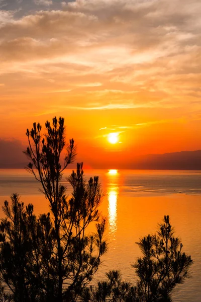 Roter Sonnenuntergang Über Dem See Wasser Und Pflanzen Äste — Stockfoto