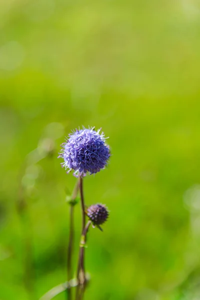 Close Amazing Colorful Blooming Flower — Stock Photo, Image