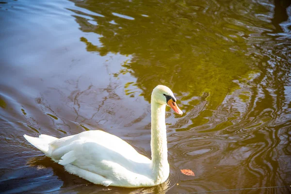 beautiful white swan in lake