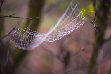 Sihirli örümcek ağı üzerinde arka plan bulanık