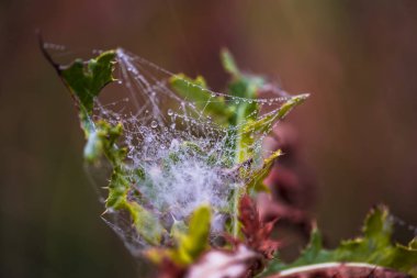 Sihirli örümcek ağı üzerinde arka plan bulanık