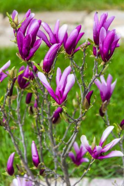 İnanılmaz renkli çiçek açan çiçekler yakın çekim