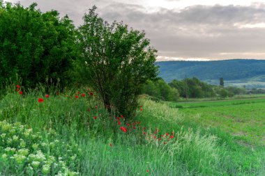 Kırsal alanda ağaçlar 