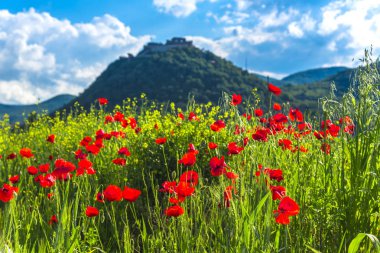 İnanılmaz renkli çiçek haşhaş çiçekleri yakın çekim