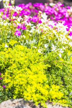 İnanılmaz renkli çiçek açan çiçekler yakın çekim 