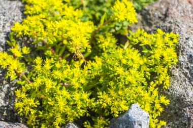 İnanılmaz renkli çiçek açan çiçekler yakın çekim