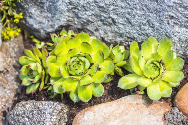 İnanılmaz renkli çiçek açan çiçekler yakın çekim