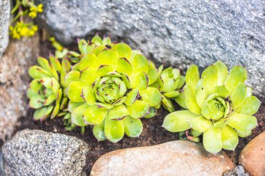 İnanılmaz renkli çiçek açan çiçekler yakın çekim