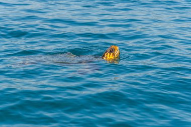 Kaplumbağa denizde yüzüyor. 