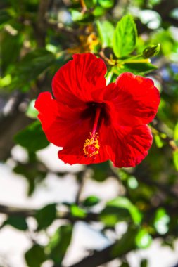 İnanılmaz renkli çiçek açan çiçek yakın çekim