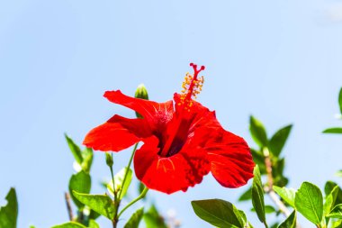 İnanılmaz renkli çiçek açan çiçek yakın çekim