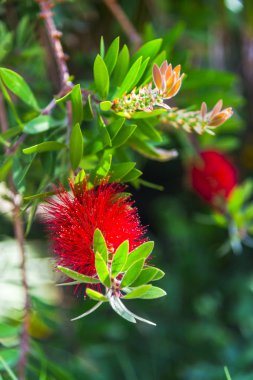 İnanılmaz renkli çiçek açan çiçekler yakın çekim 