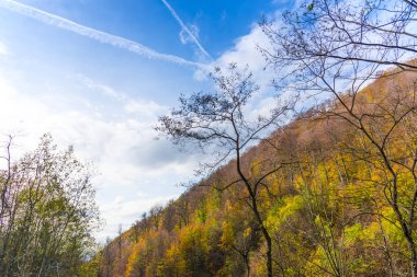 Orman çayır üzerinde şaşırtıcı doğa görünümü