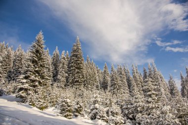 Çam ağaçları ve bulutlu gökyüzü arka plan şaşırtıcı doğa manzaralı