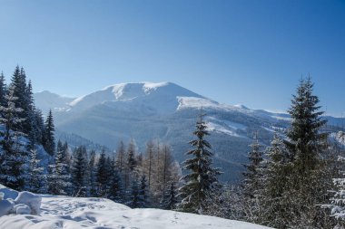 Çam ağaçları ve bulutlu gökyüzü arka plan şaşırtıcı doğa manzaralı