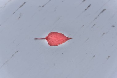 gri bir arka plan üzerinde kırmızı sonbahar yaprağı