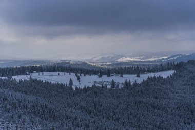 Çam ağaçları ve bulutlu gökyüzü arka plan şaşırtıcı doğa manzaralı