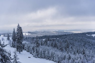 Çam ağaçları ve bulutlu gökyüzü arka plan şaşırtıcı doğa manzaralı