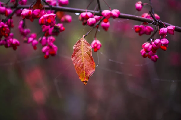 关闭惊人的五颜六色的花朵 — 图库照片