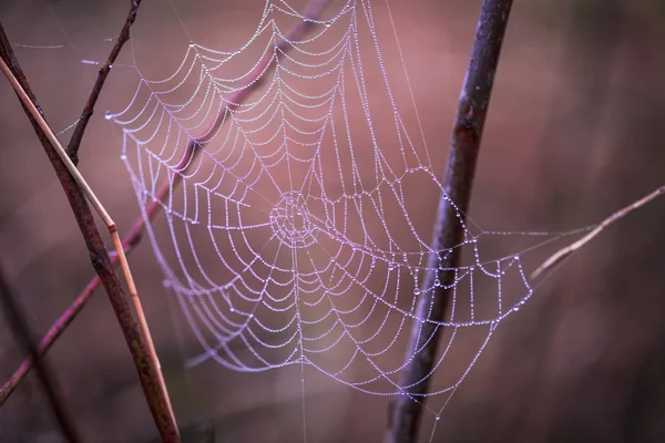 Toile Araignée Magique Sur Fond Flou — Photo