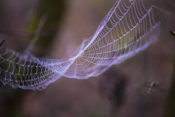 Sihirli Örümcek Ağı Üzerinde Arka Plan Bulanık — Stok fotoğraf