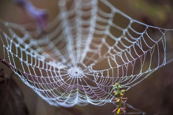 Magiska Spindelnät Suddig Bakgrund — Stockfoto