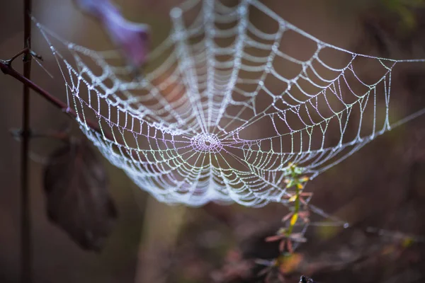 Teia Aranha Mágica Fundo Turvo — Fotografia de Stock