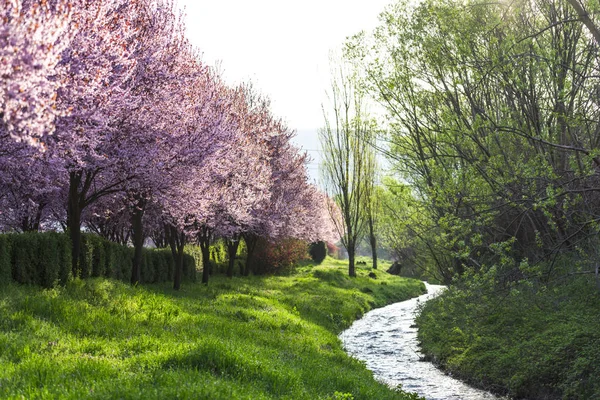 Sendero Rural Cerca Cerezos Florecientes — Foto de Stock