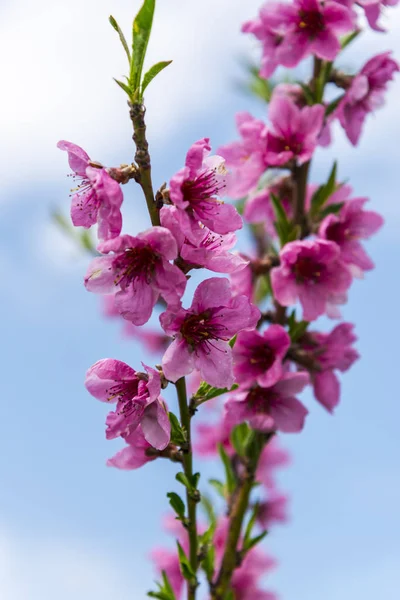 Close Amazing Colorful Blooming Flowers — Stock Photo, Image