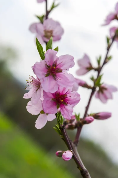 Close Amazing Colorful Blooming Flowers — Stock Photo, Image