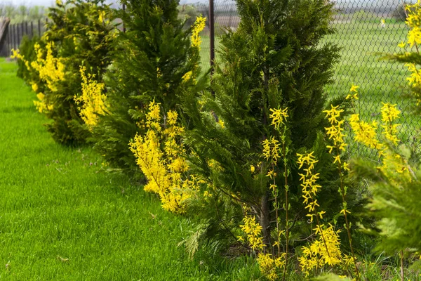 Κίτρινα Λουλούδια Και Αειθαλή Δέντρα — Φωτογραφία Αρχείου