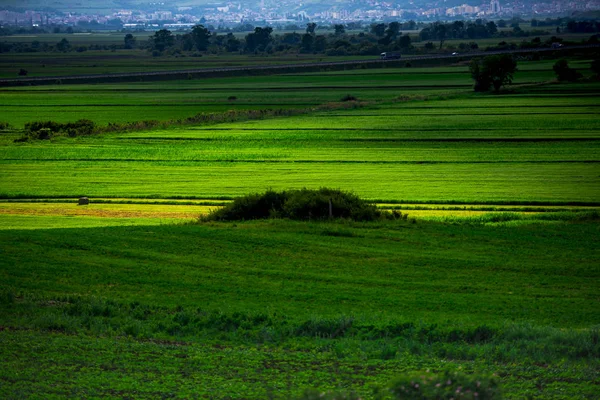 Campo Bonito Rural Com Grama Verde — Fotografia de Stock