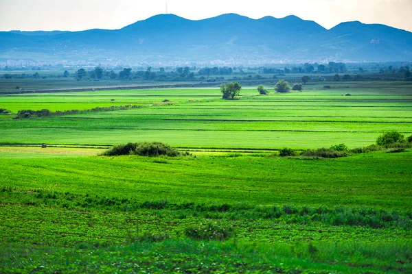 Campo Bonito Rural Com Grama Verde — Fotografia de Stock