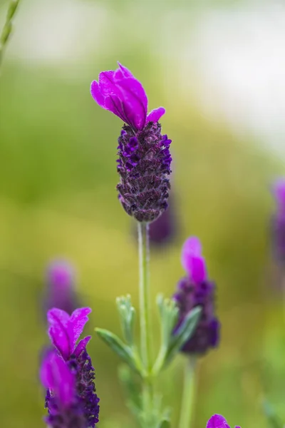 Närbild Fantastiska Färgglada Blommor — Stockfoto