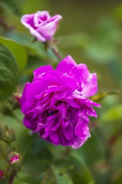 Primo Piano Incredibili Fiori Colorati Fiore — Foto Stock