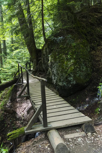 Ponte Madeira Floresta Verde — Fotografia de Stock