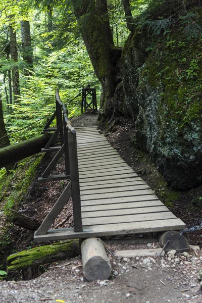 Ponte Madeira Floresta Verde — Fotografia de Stock
