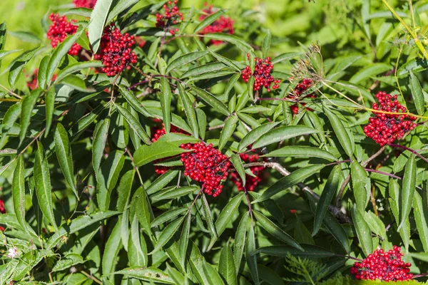 Wild Flowers Garden — Stock Photo, Image