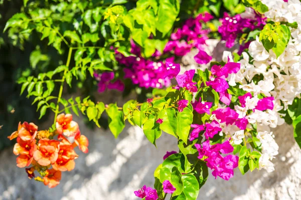 Nahaufnahme Von Erstaunlichen Bunten Blühenden Blumen — Stockfoto