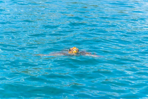 Niedliche Meeresschildkröte Blauem Wasser — Stockfoto