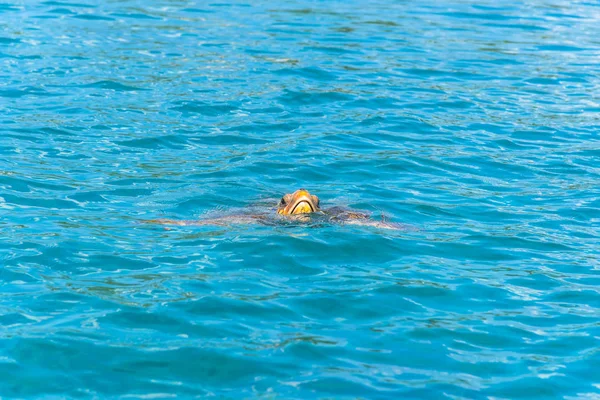 Linda Tortuga Marina Agua Azul Océano — Foto de Stock