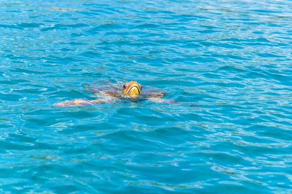 Niedliche Meeresschildkröte Blauem Wasser — Stockfoto