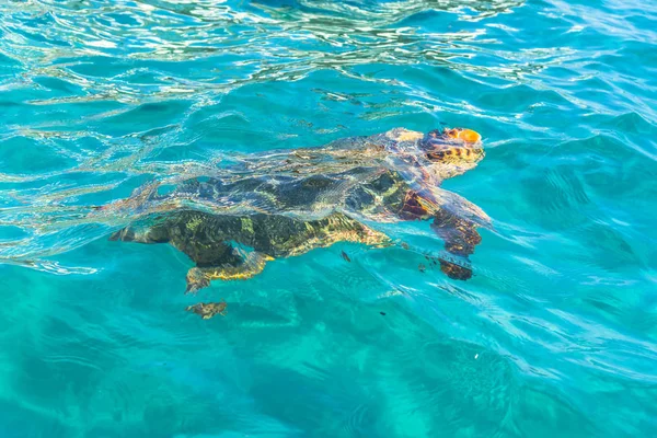 Schattig Zeeschildpad Diepblauw Water — Stockfoto