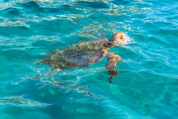 Niedliche Meeresschildkröte Blauem Wasser — Stockfoto