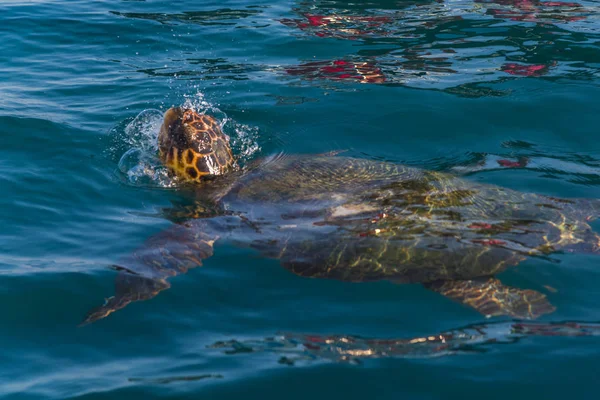 Żółw Pływający Morzu — Zdjęcie stockowe
