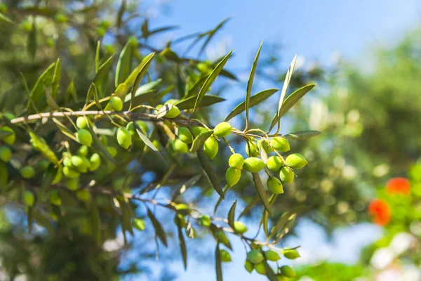 Groene Bessen Boomtakken — Stockfoto