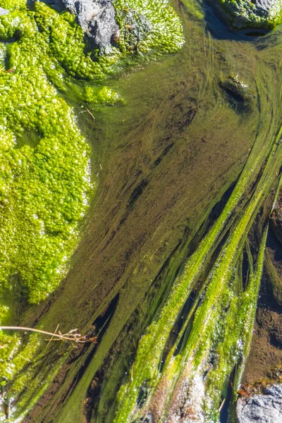 Fiume Con Muschio Verde Che Attraversa Gli Altopiani — Foto Stock